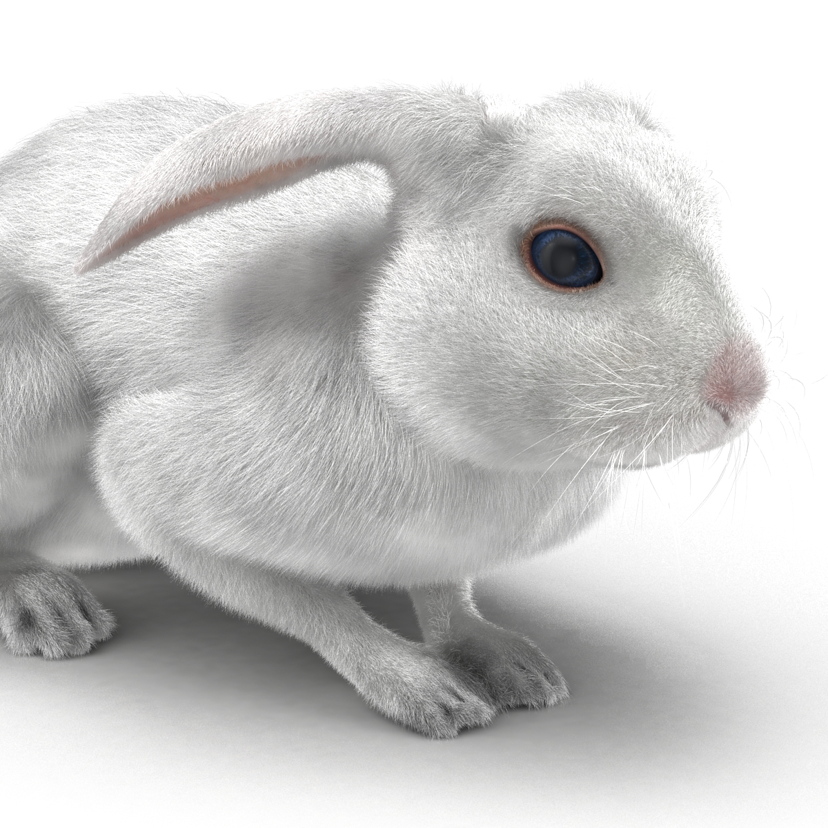 White Rabbit Pose 2 3D model