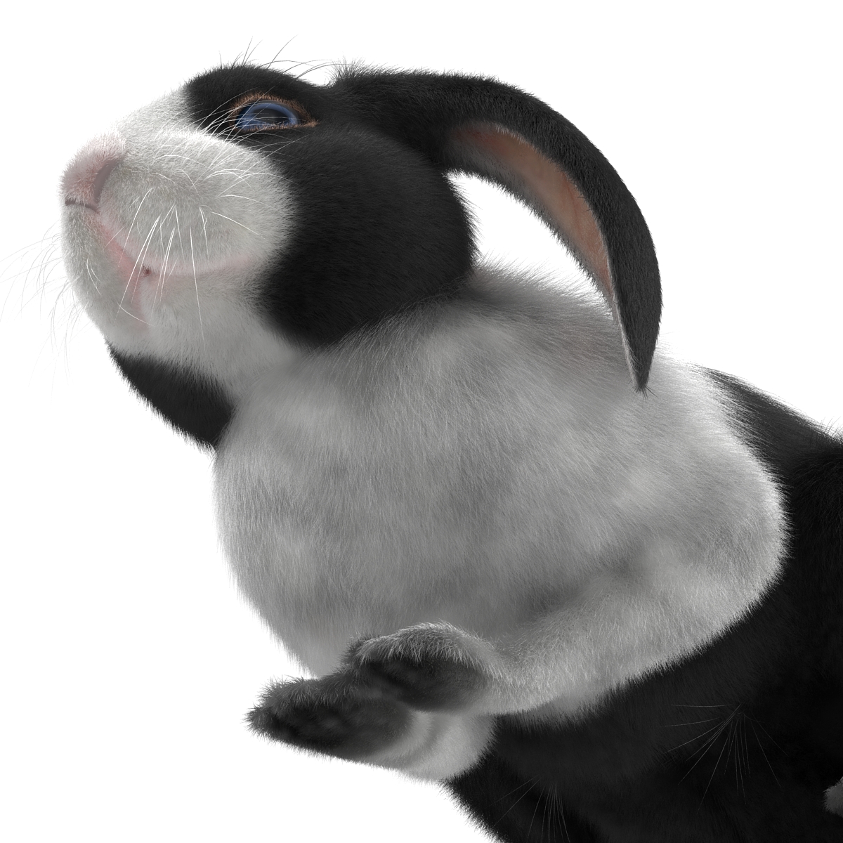 Black Rabbit Pose 2 3D model