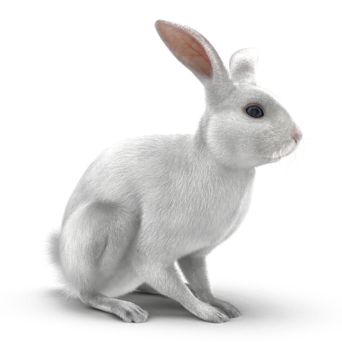 White Rabbit Pose 3 3D model