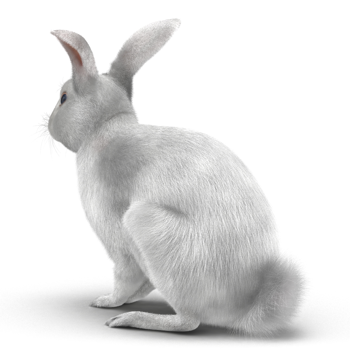 White Rabbit Pose 3 3D model