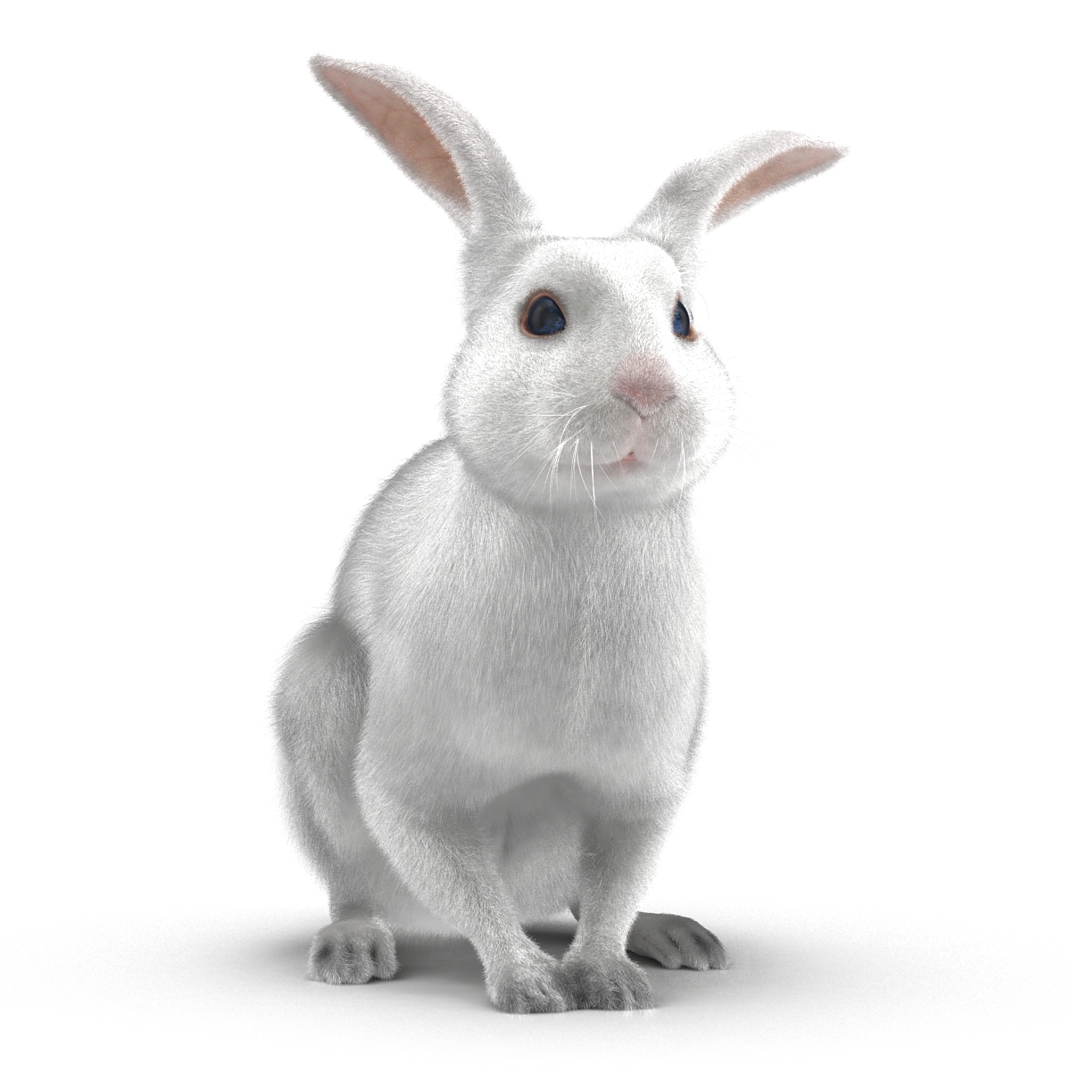 White Rabbit Pose 3 3D model