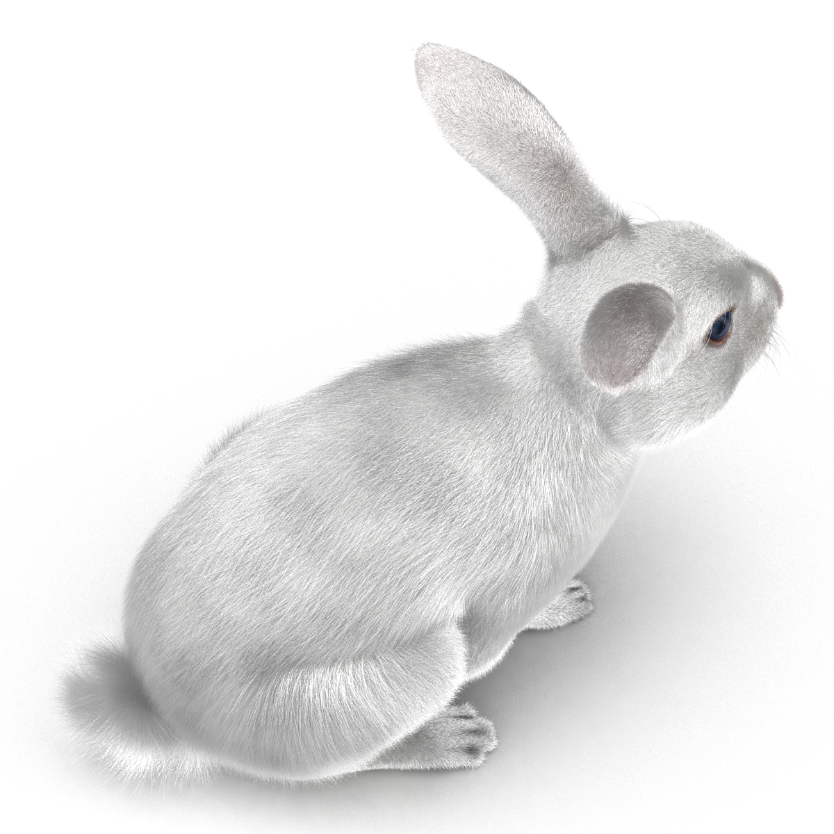 White Rabbit Pose 3 3D model