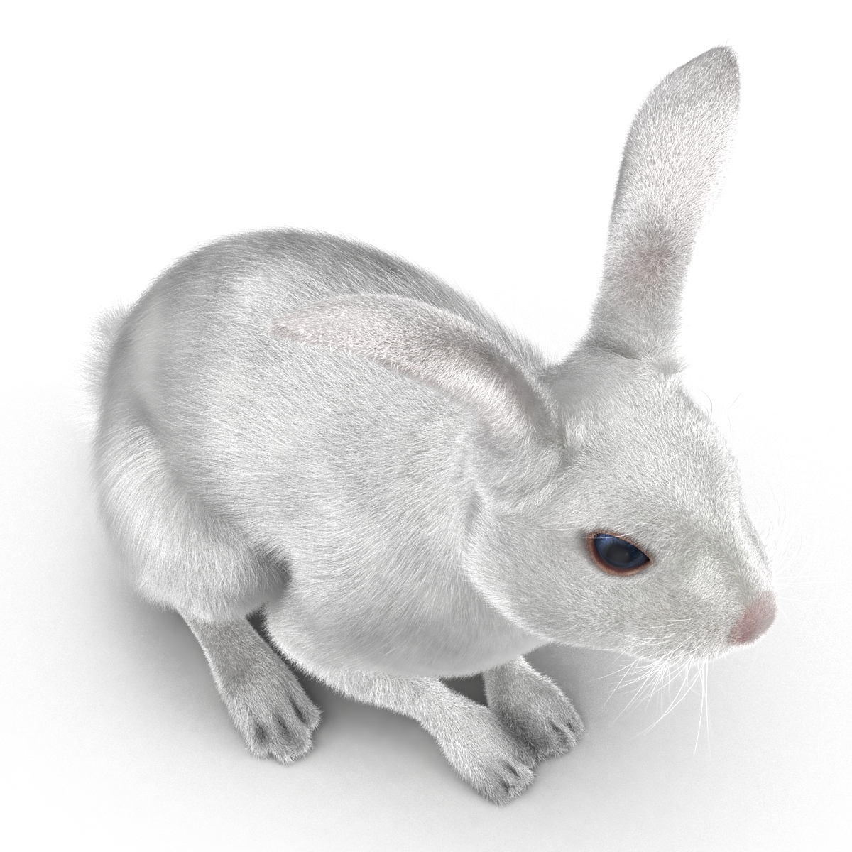 White Rabbit Pose 3 3D model