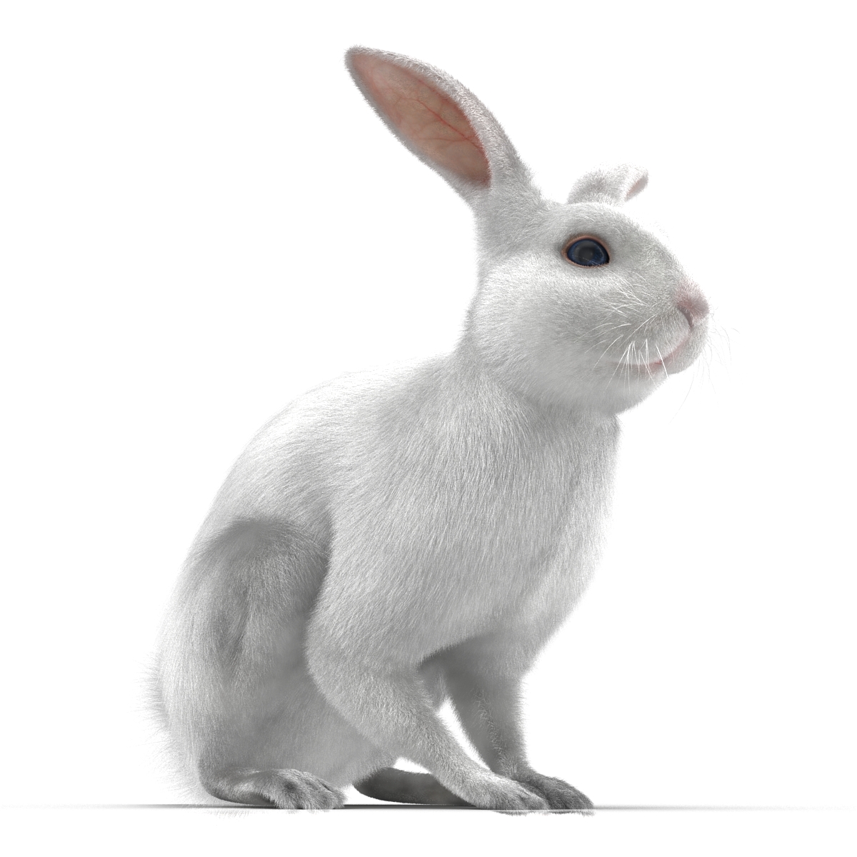 White Rabbit Pose 3 3D model