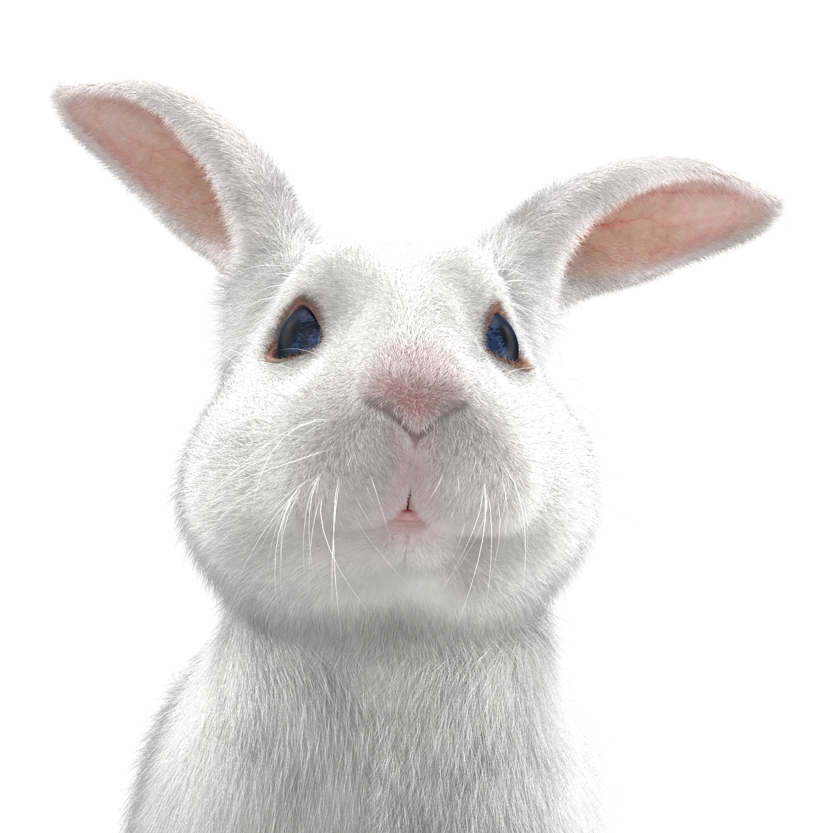 White Rabbit Pose 3 3D model