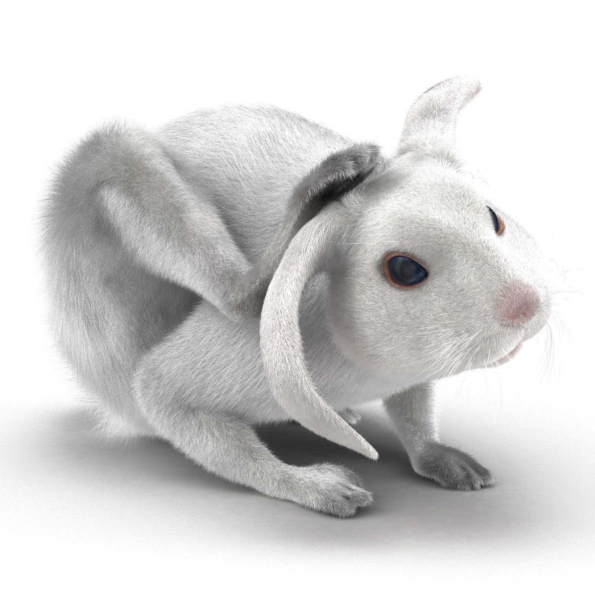 White Rabbit Pose 4 3D model