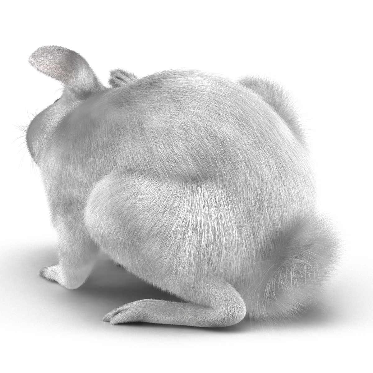 White Rabbit Pose 4 3D model