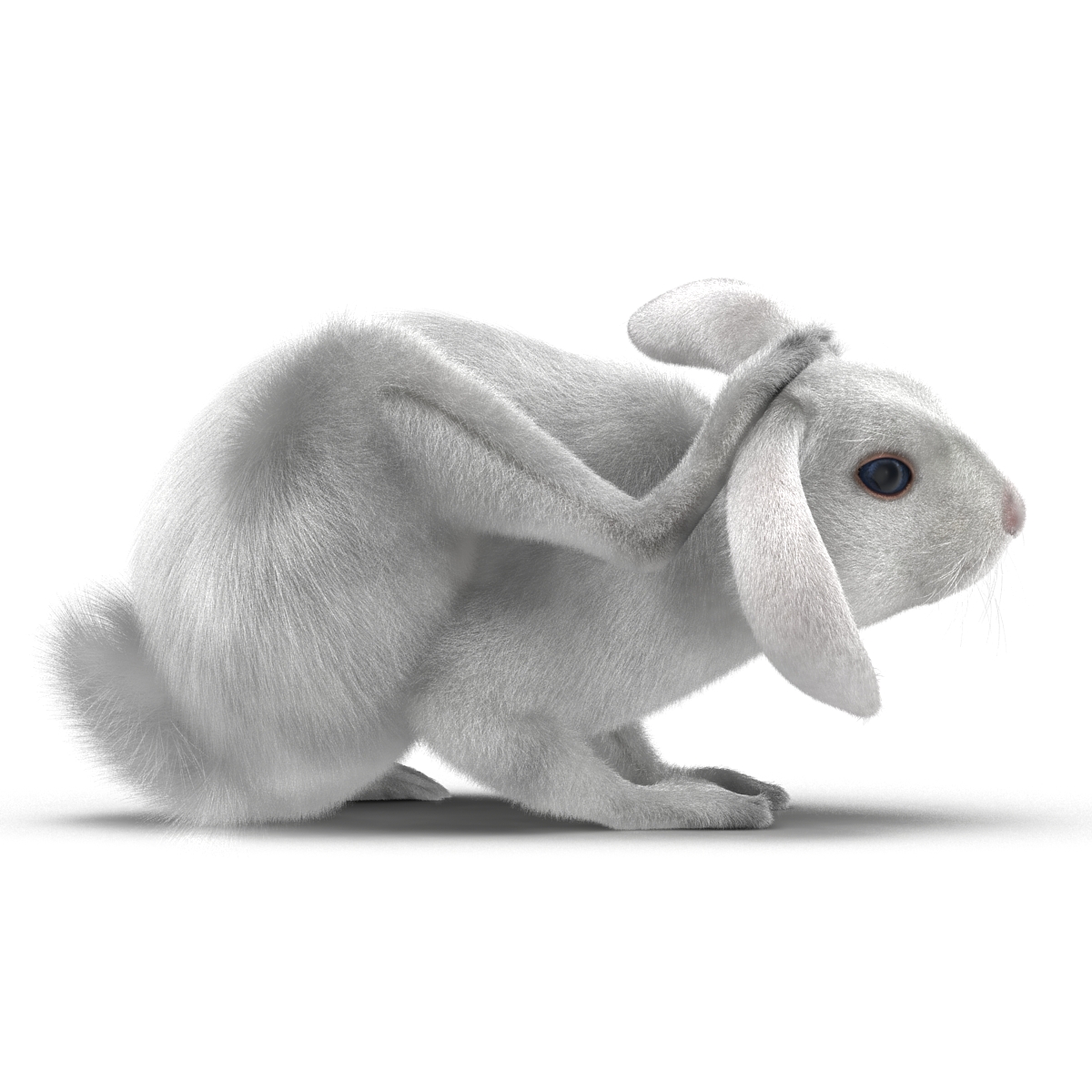 White Rabbit Pose 4 3D model