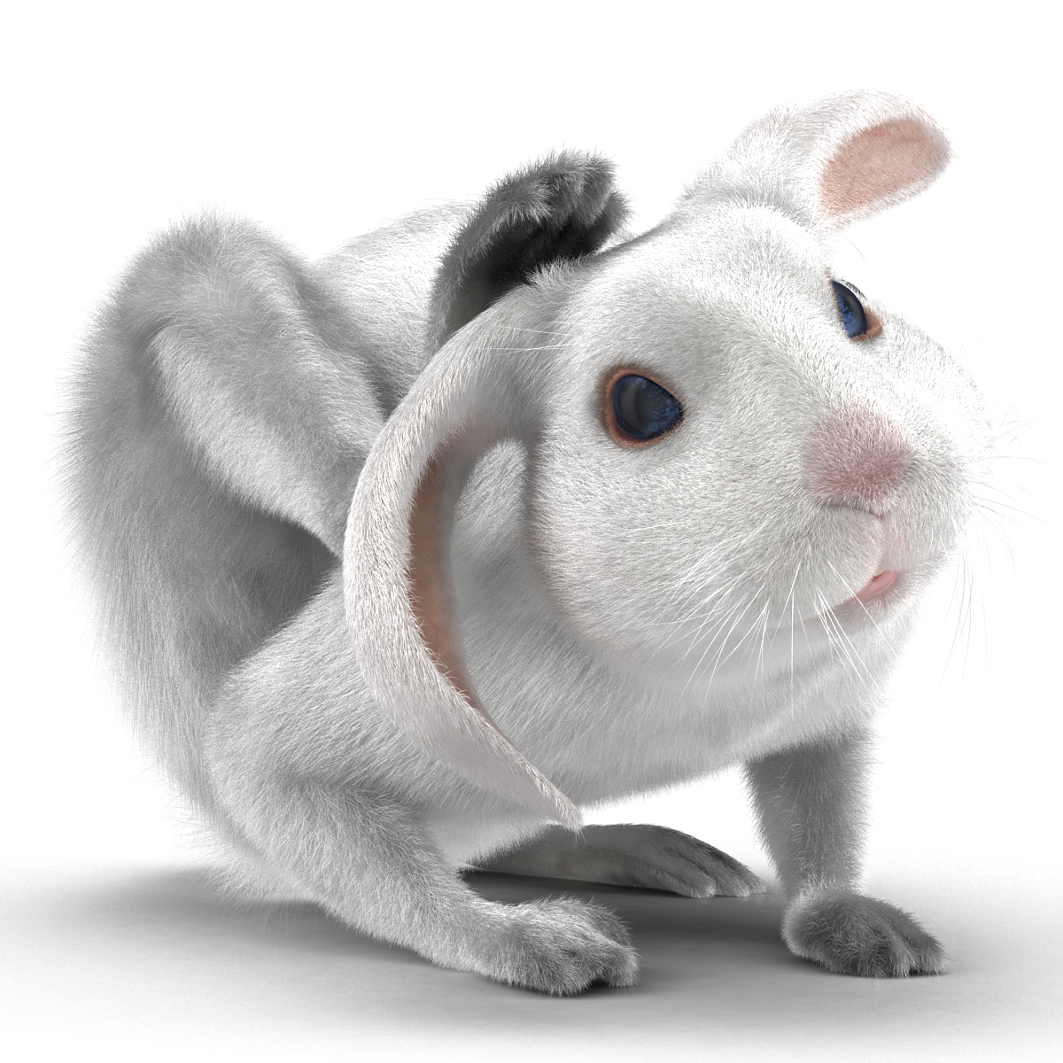 White Rabbit Pose 4 3D model