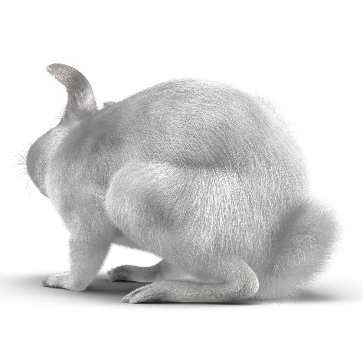 White Rabbit Pose 4 3D model