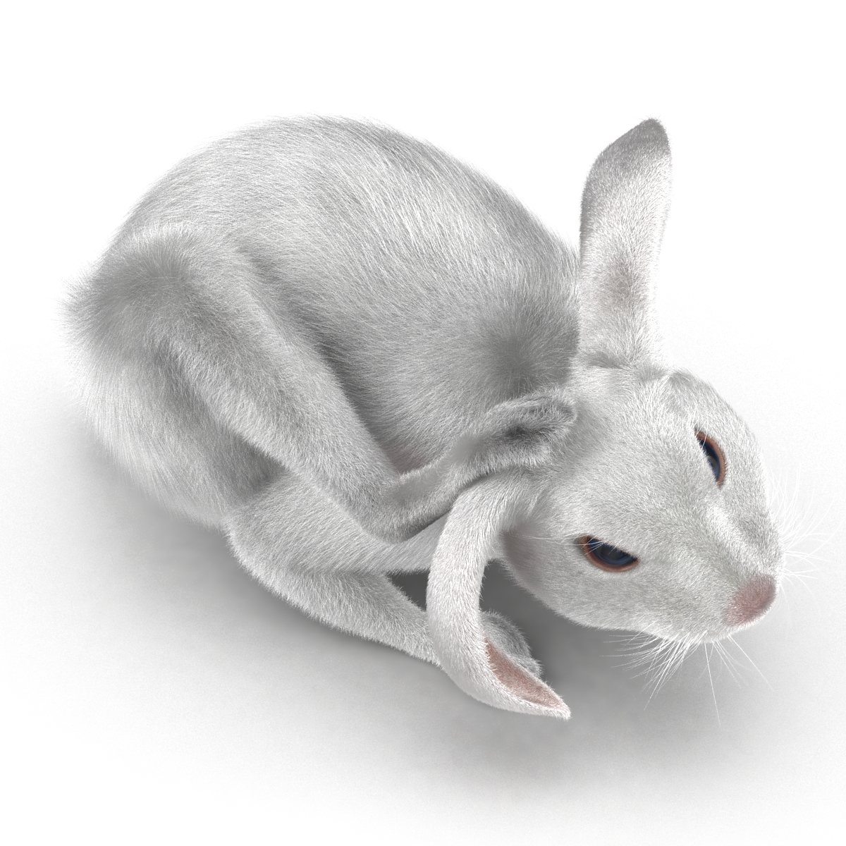 White Rabbit Pose 4 3D model