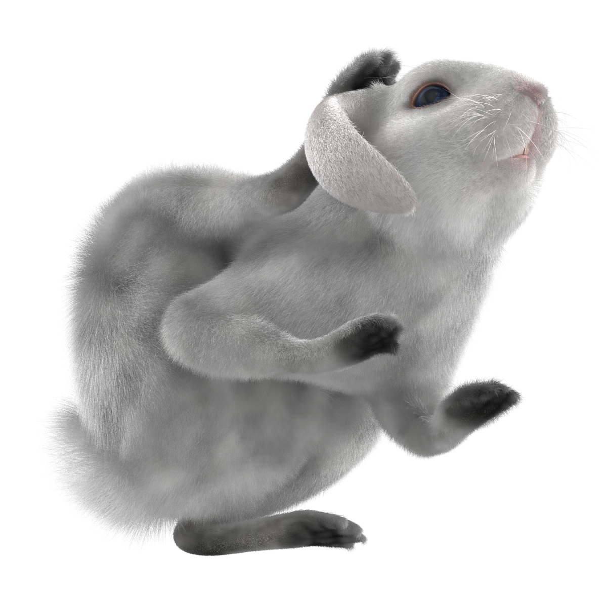 White Rabbit Pose 4 3D model