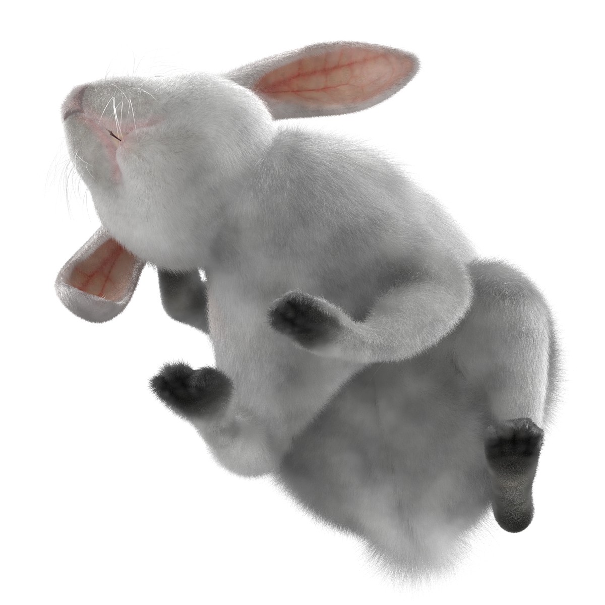 White Rabbit Pose 4 3D model