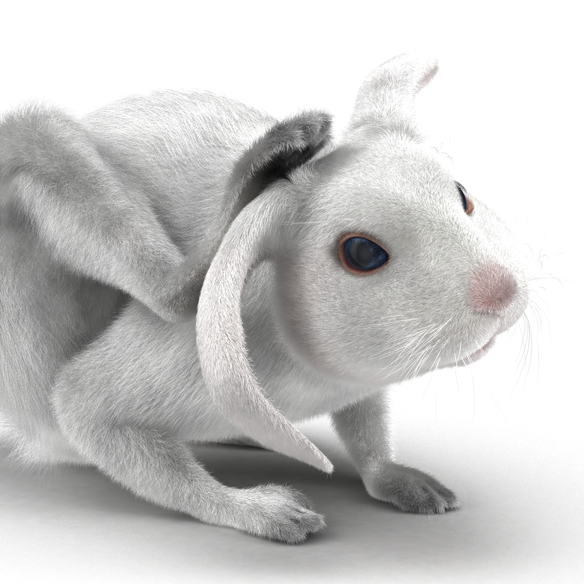 White Rabbit Pose 4 3D model