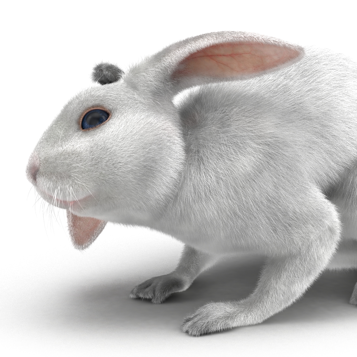 White Rabbit Pose 4 3D model