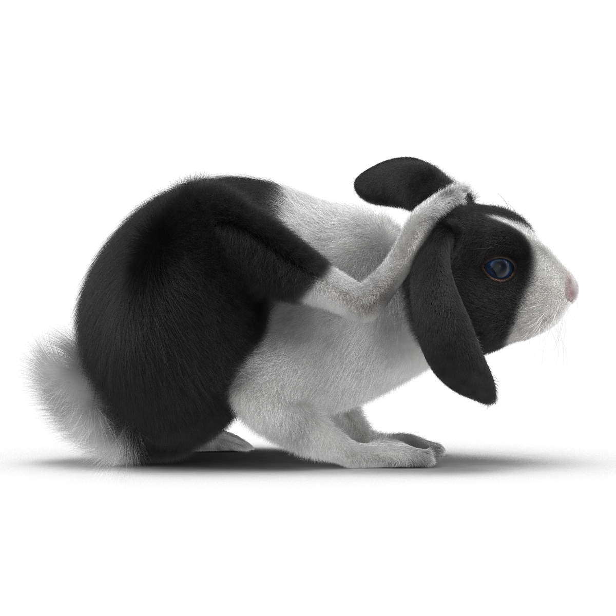 Black Rabbit Pose 4 3D model