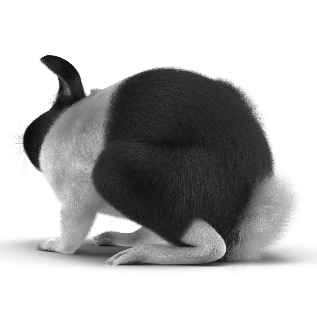 Black Rabbit Pose 4 3D model