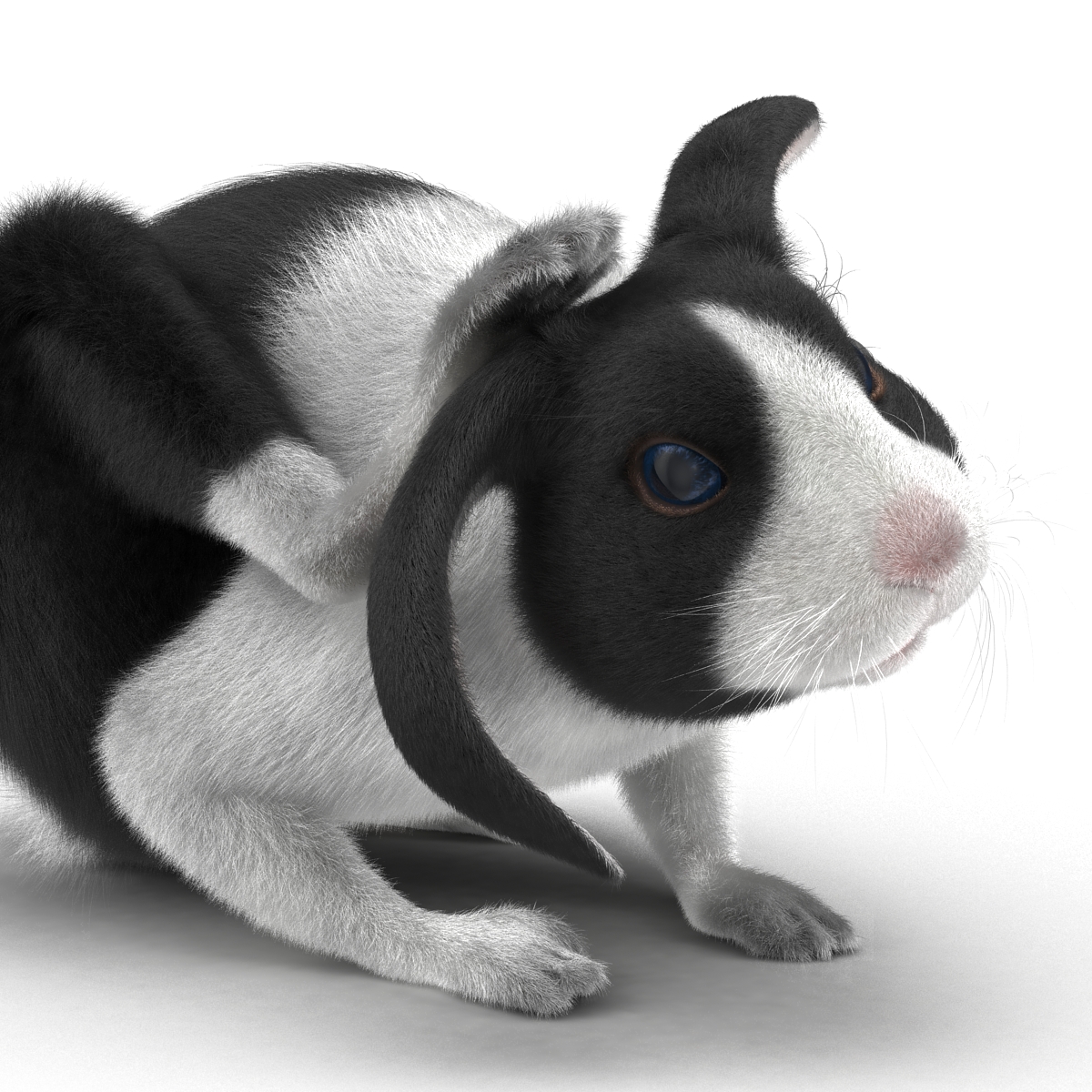 Black Rabbit Pose 4 3D model