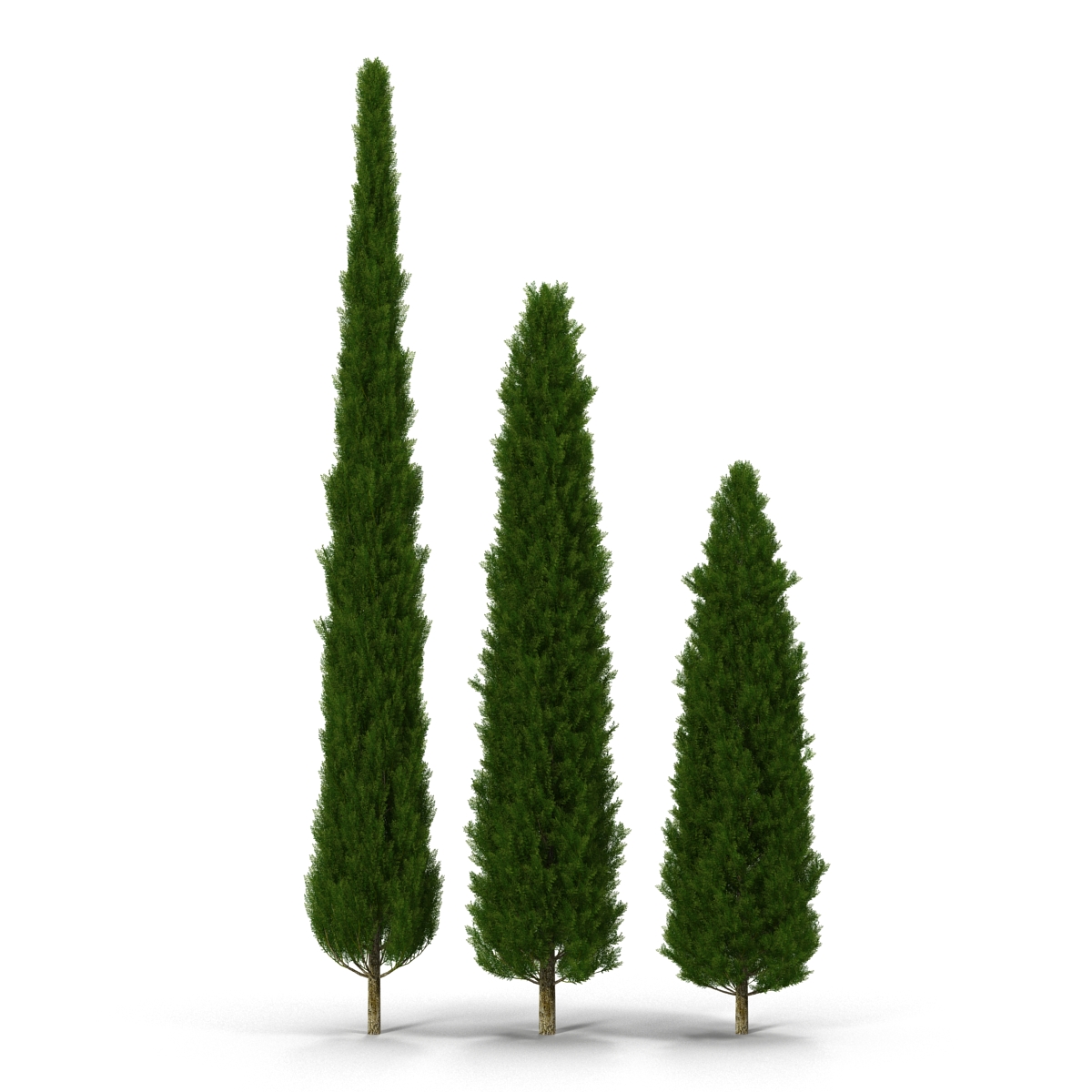 Cypress Trees Set 3D