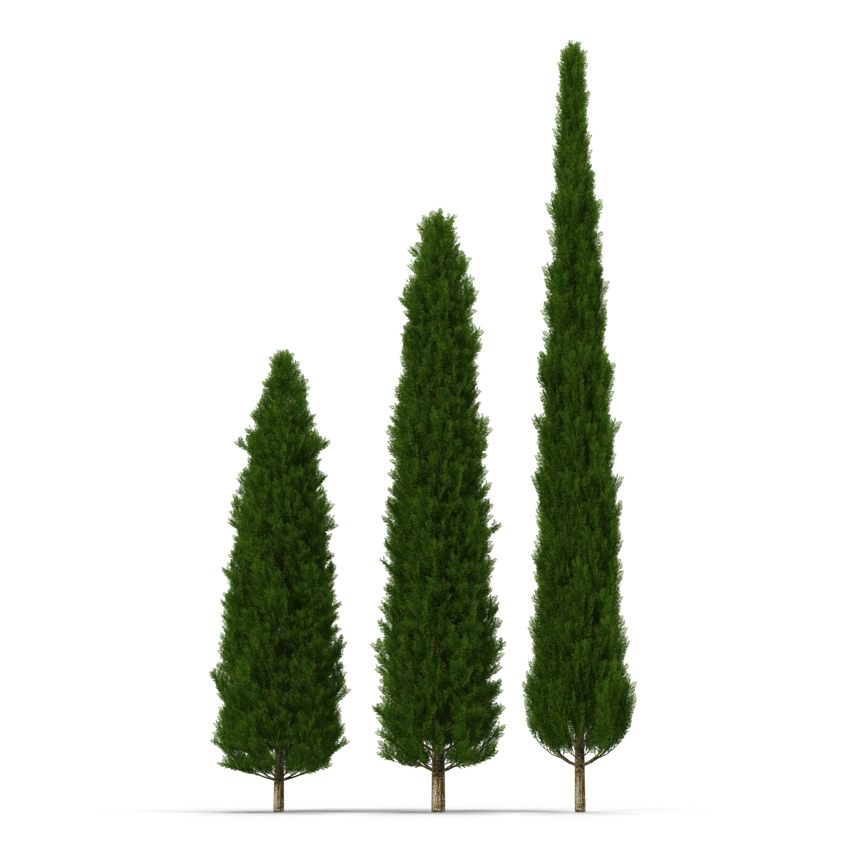 Cypress Trees Set 3D