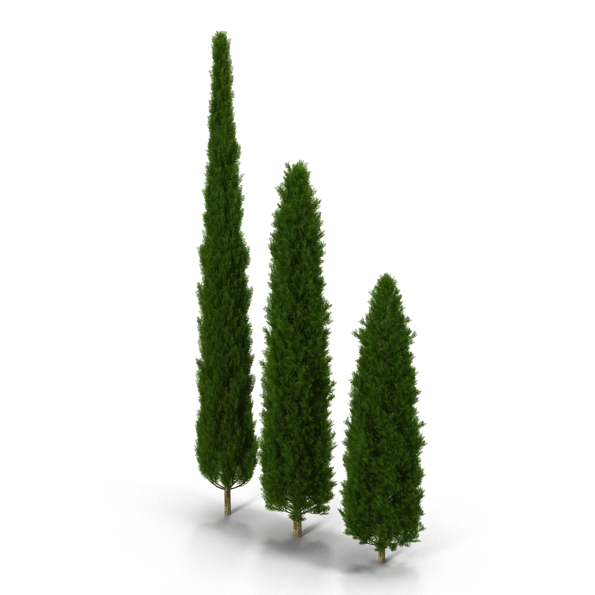 Cypress Trees Set 3D