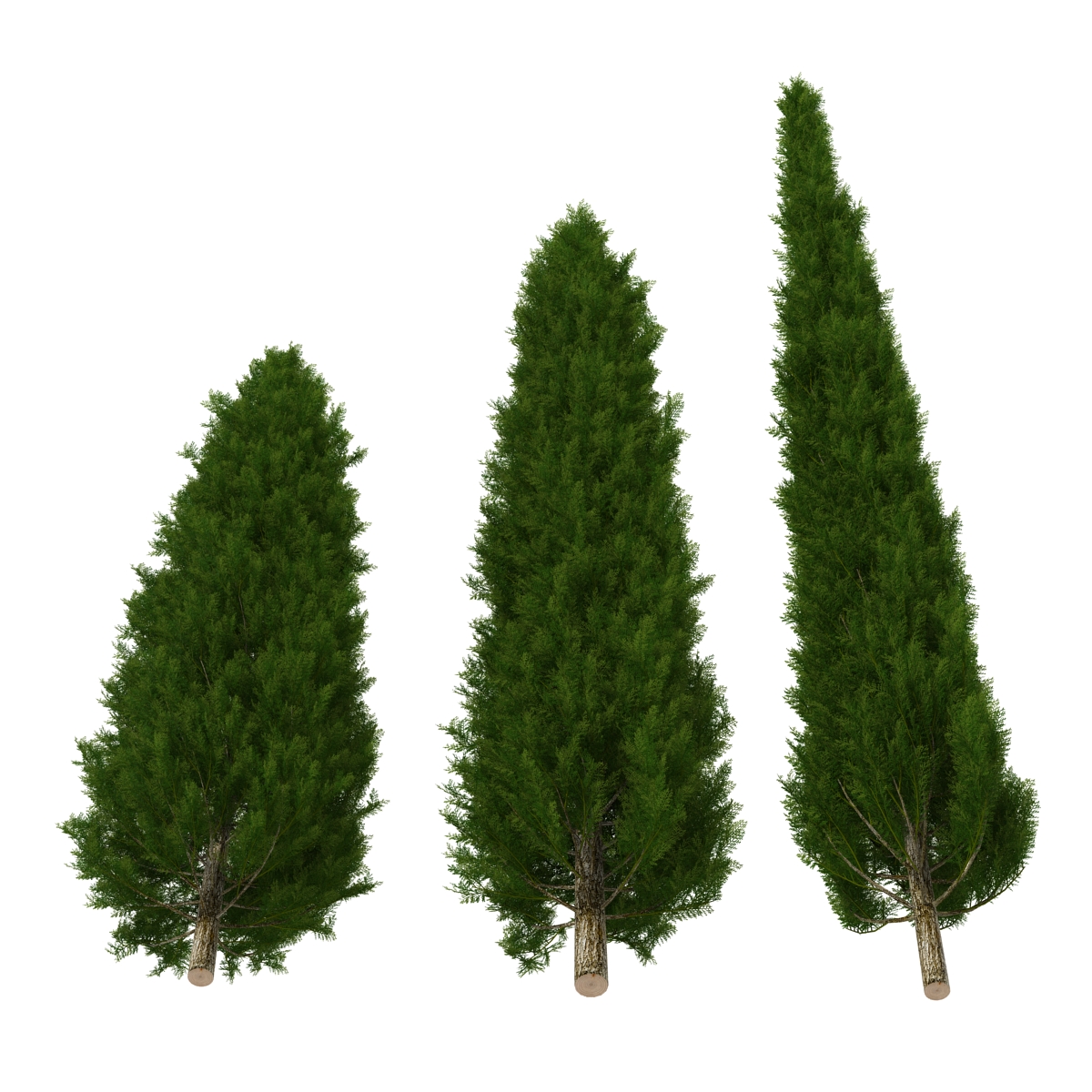 Cypress Trees Set 3D