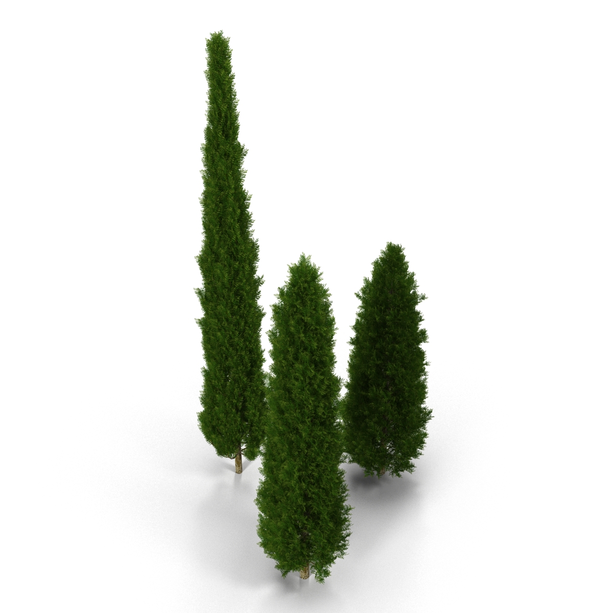 Cypress Trees Set 3D