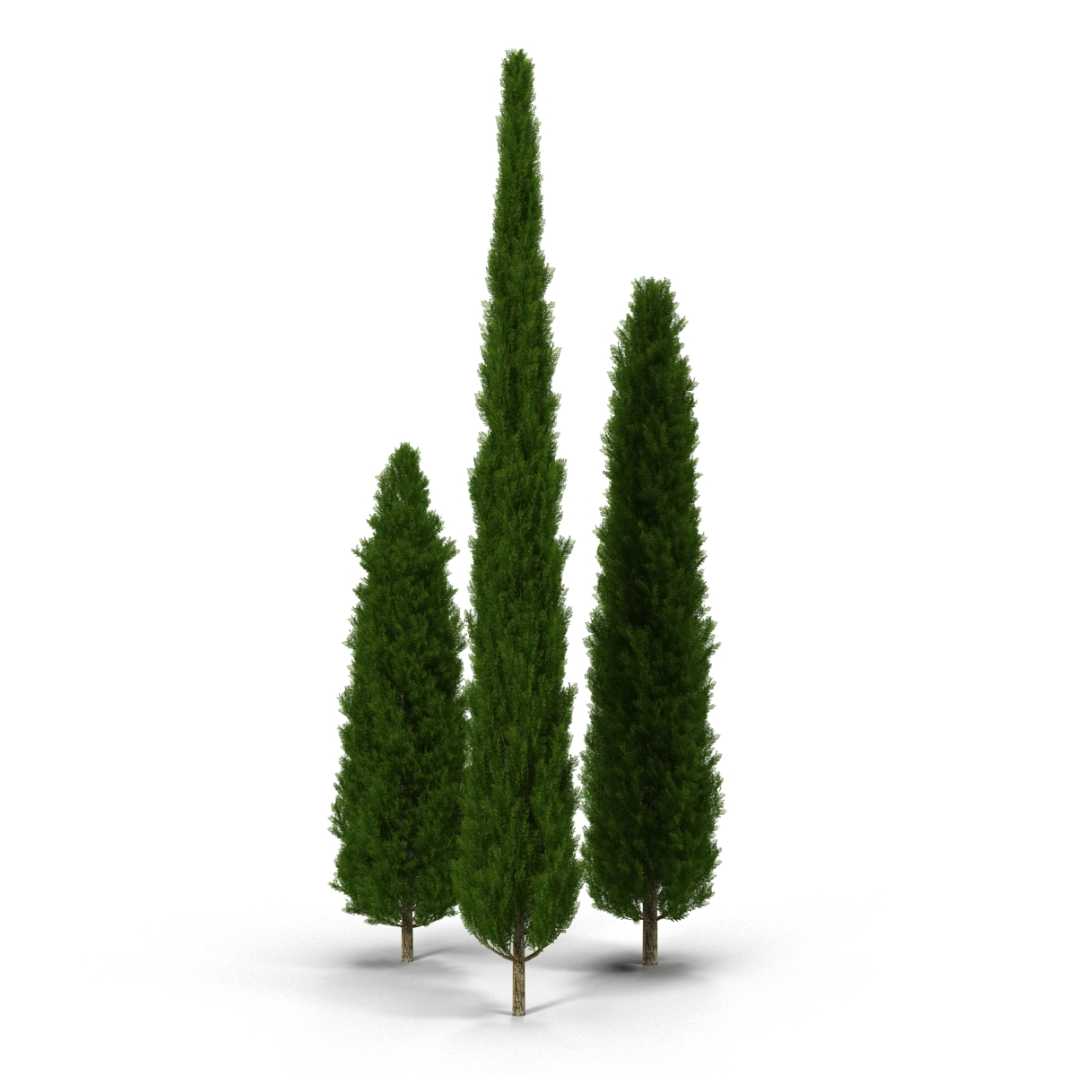 Cypress Trees Set 3D