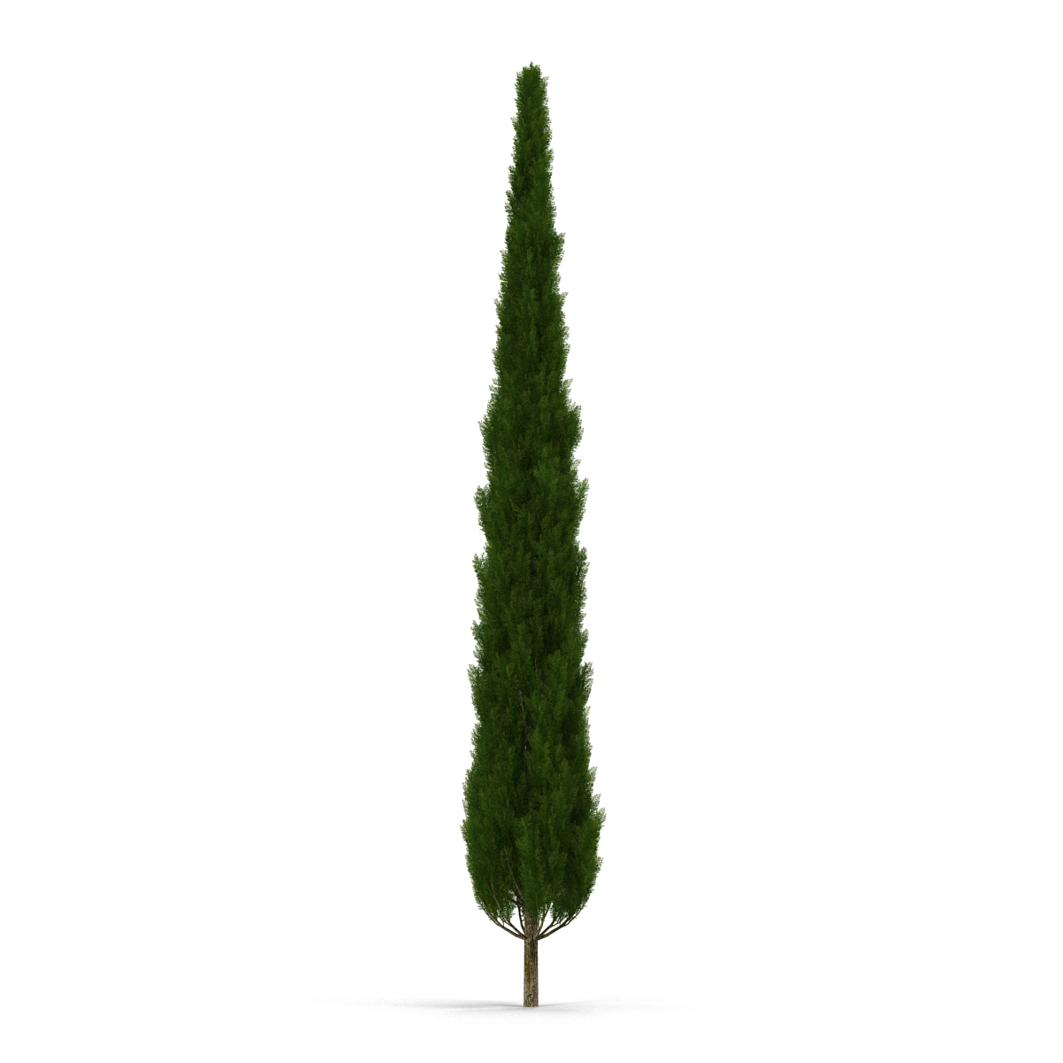 Cypress Trees Set 3D