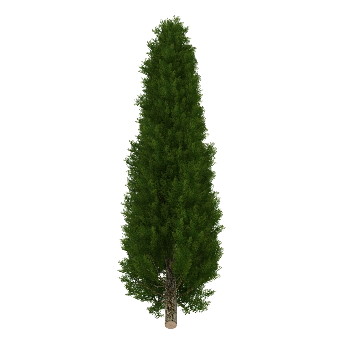 Cypress Trees Set 3D