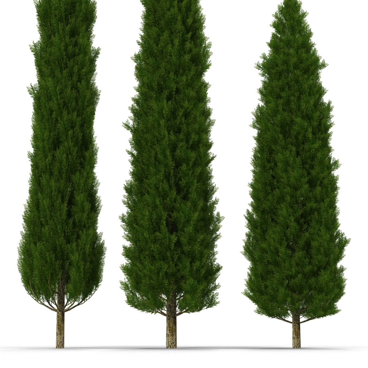 Cypress Trees Set 3D