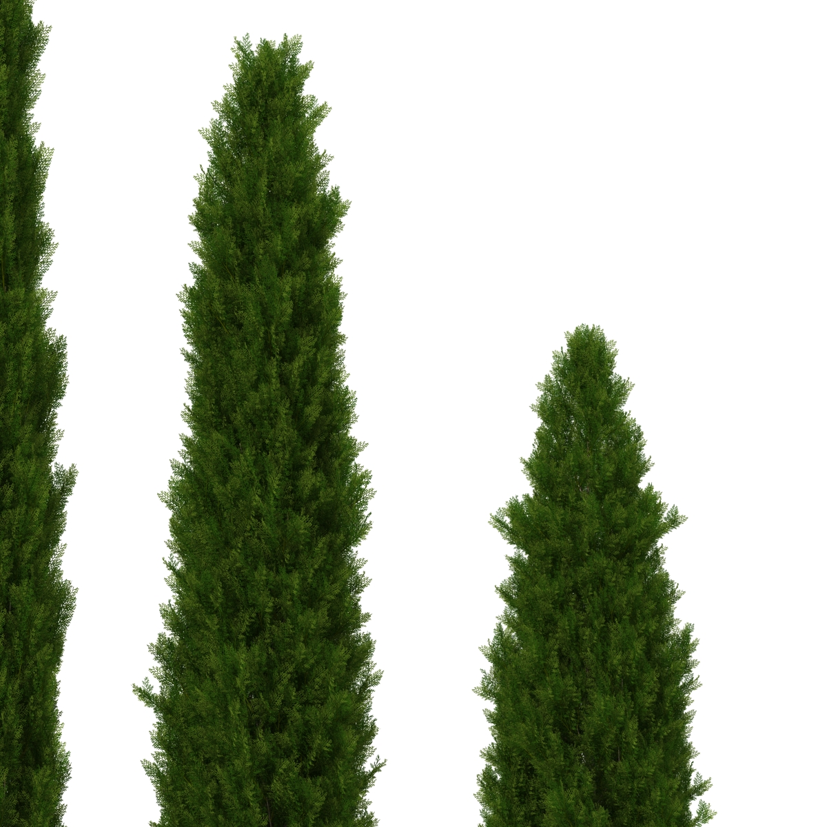 Cypress Trees Set 3D