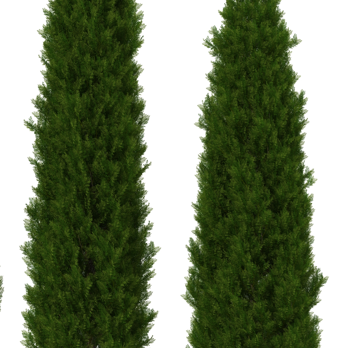 Cypress Trees Set 3D