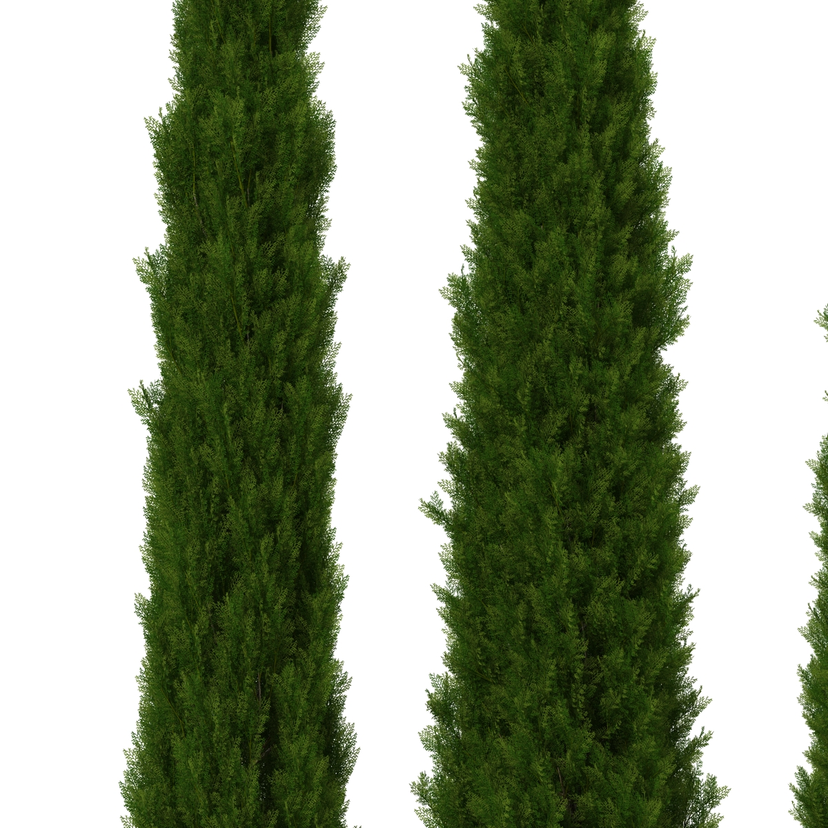 Cypress Trees Set 3D