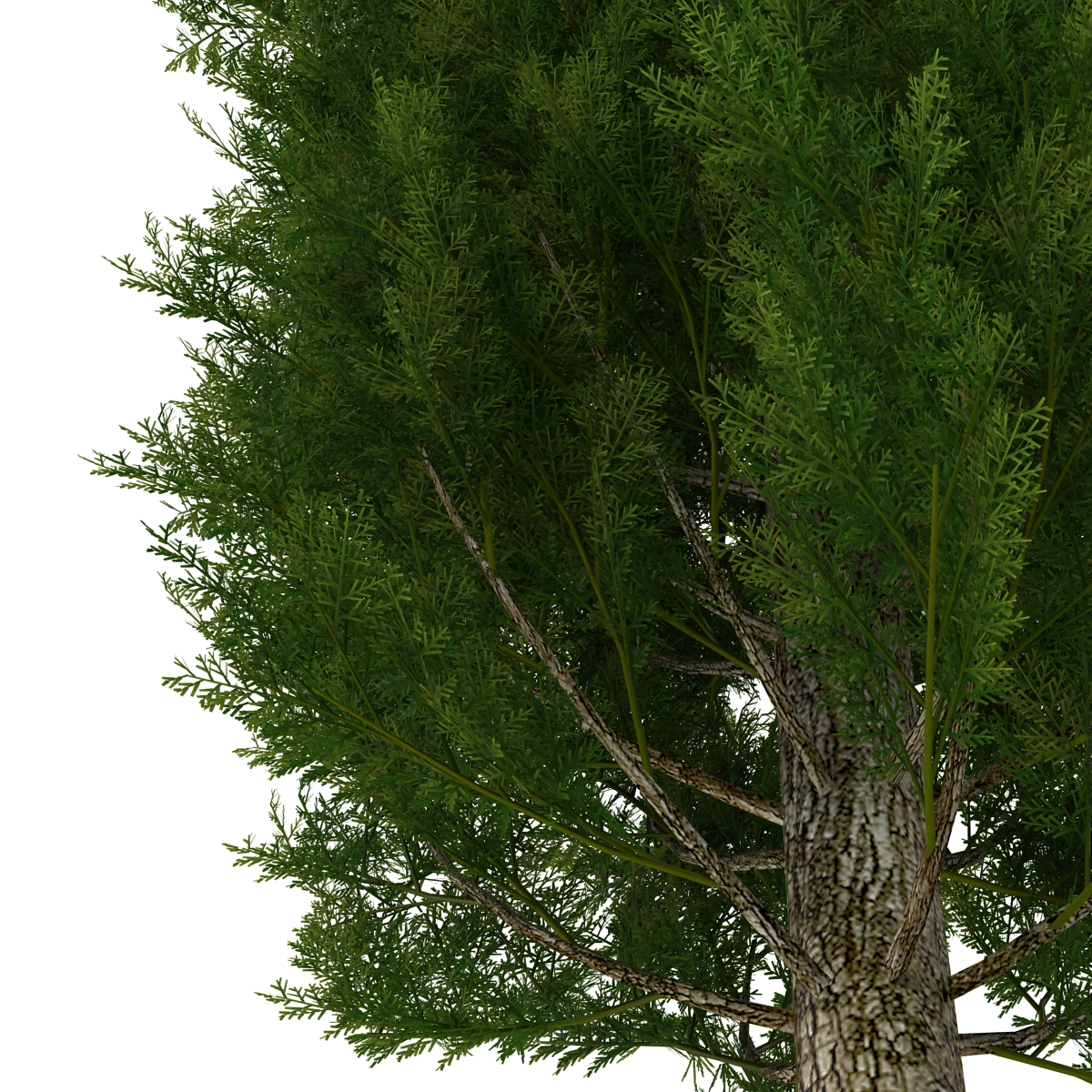 Cypress Trees Set 3D