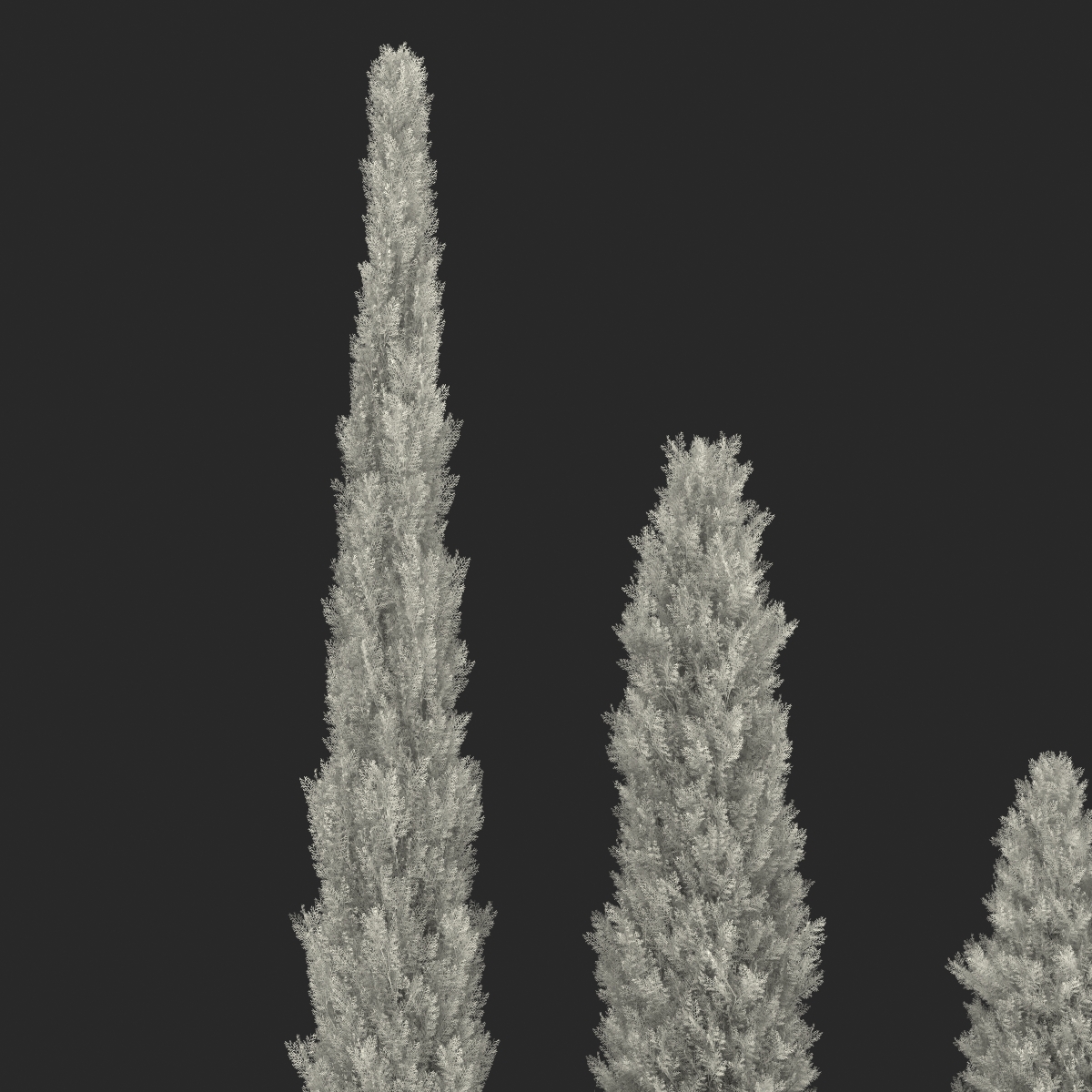 Cypress Trees Set 3D