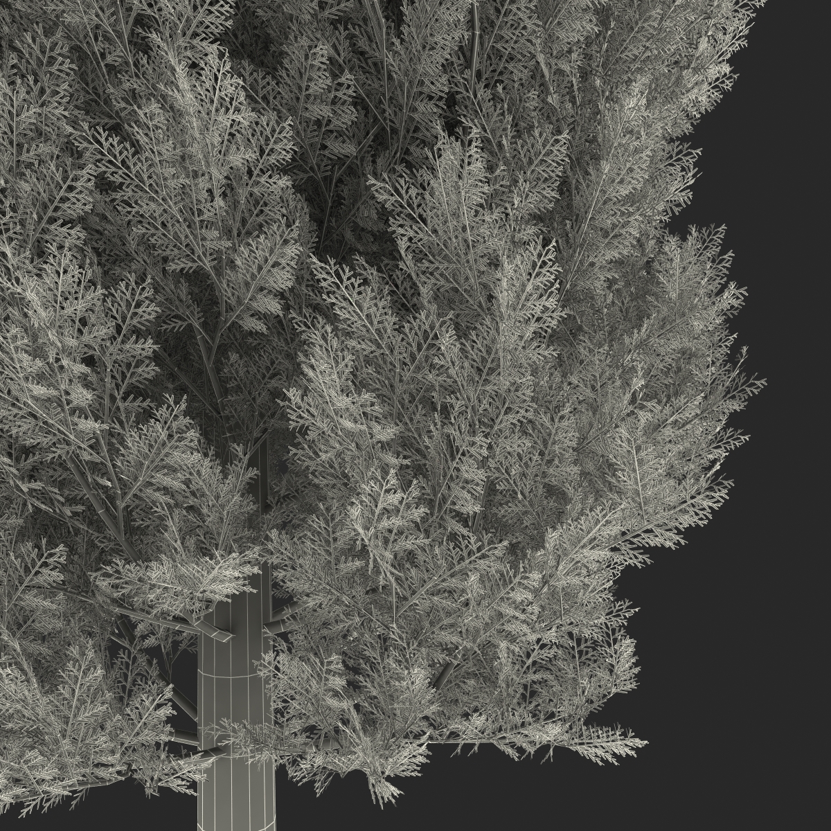 Cypress Trees Set 3D