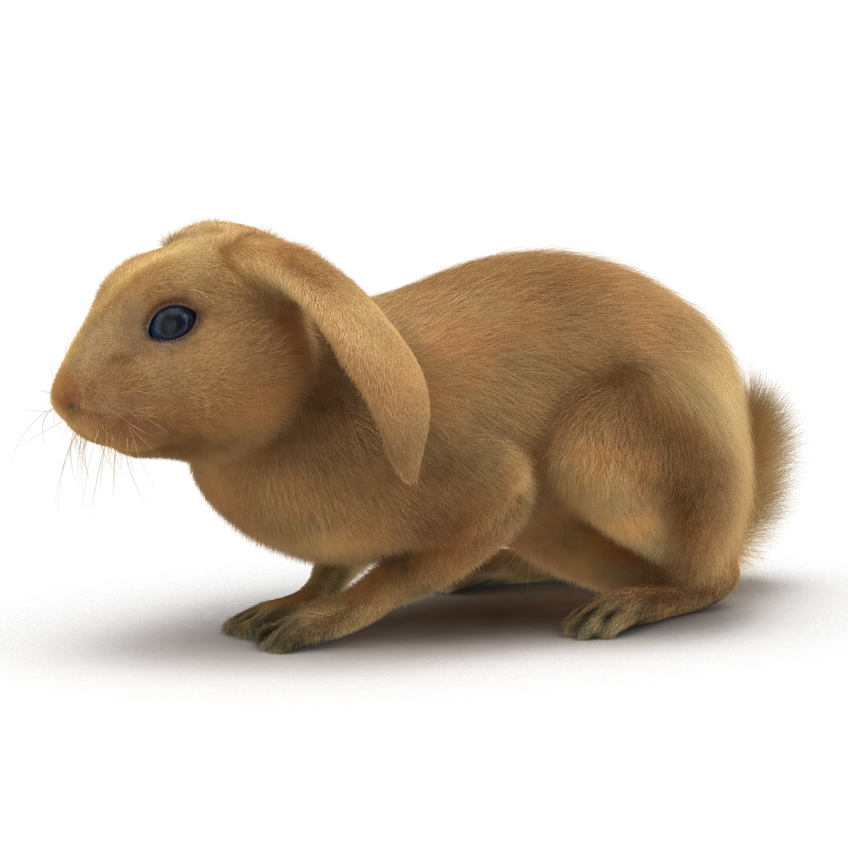 3D Rabbit Pose 2 model