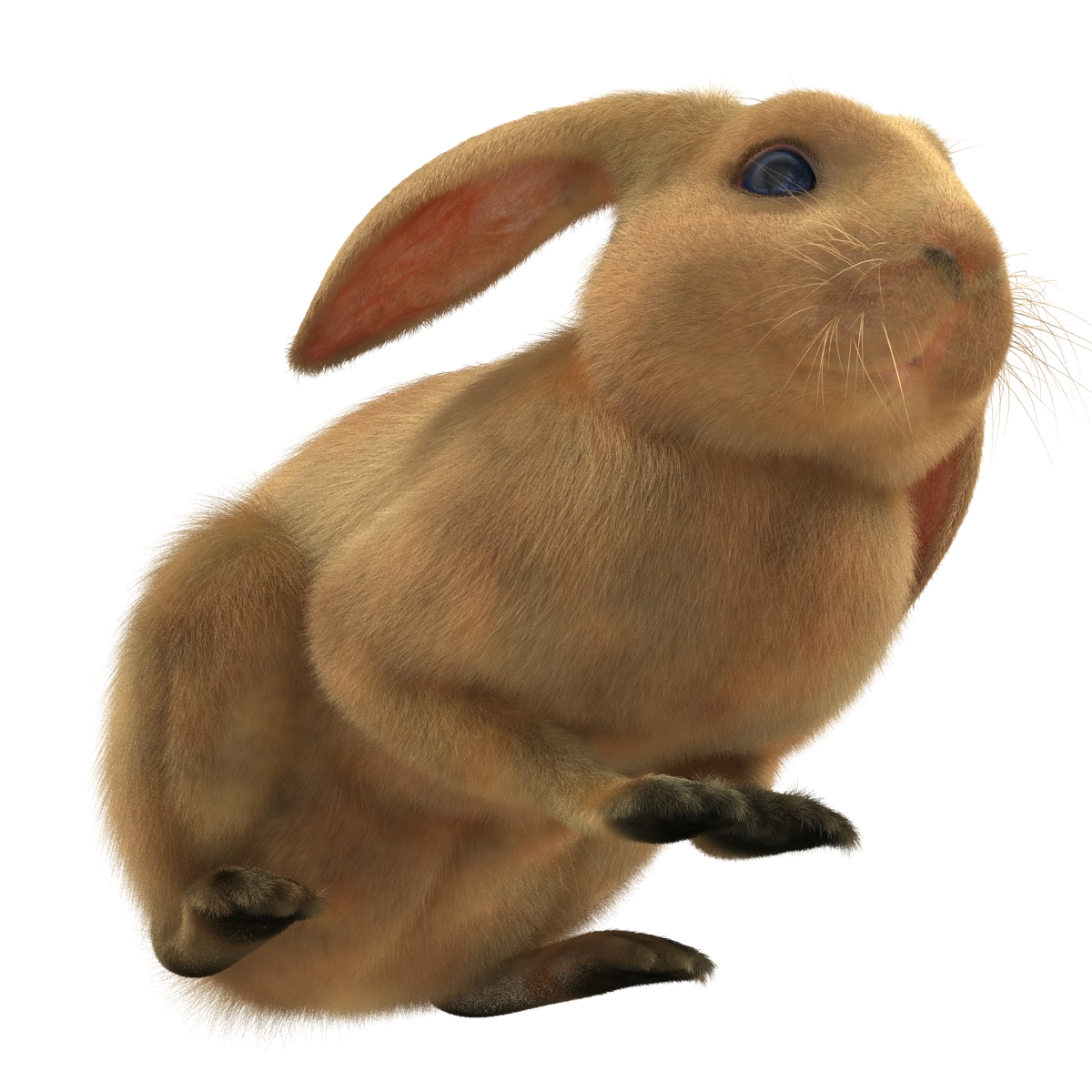 3D Rabbit Pose 2 model