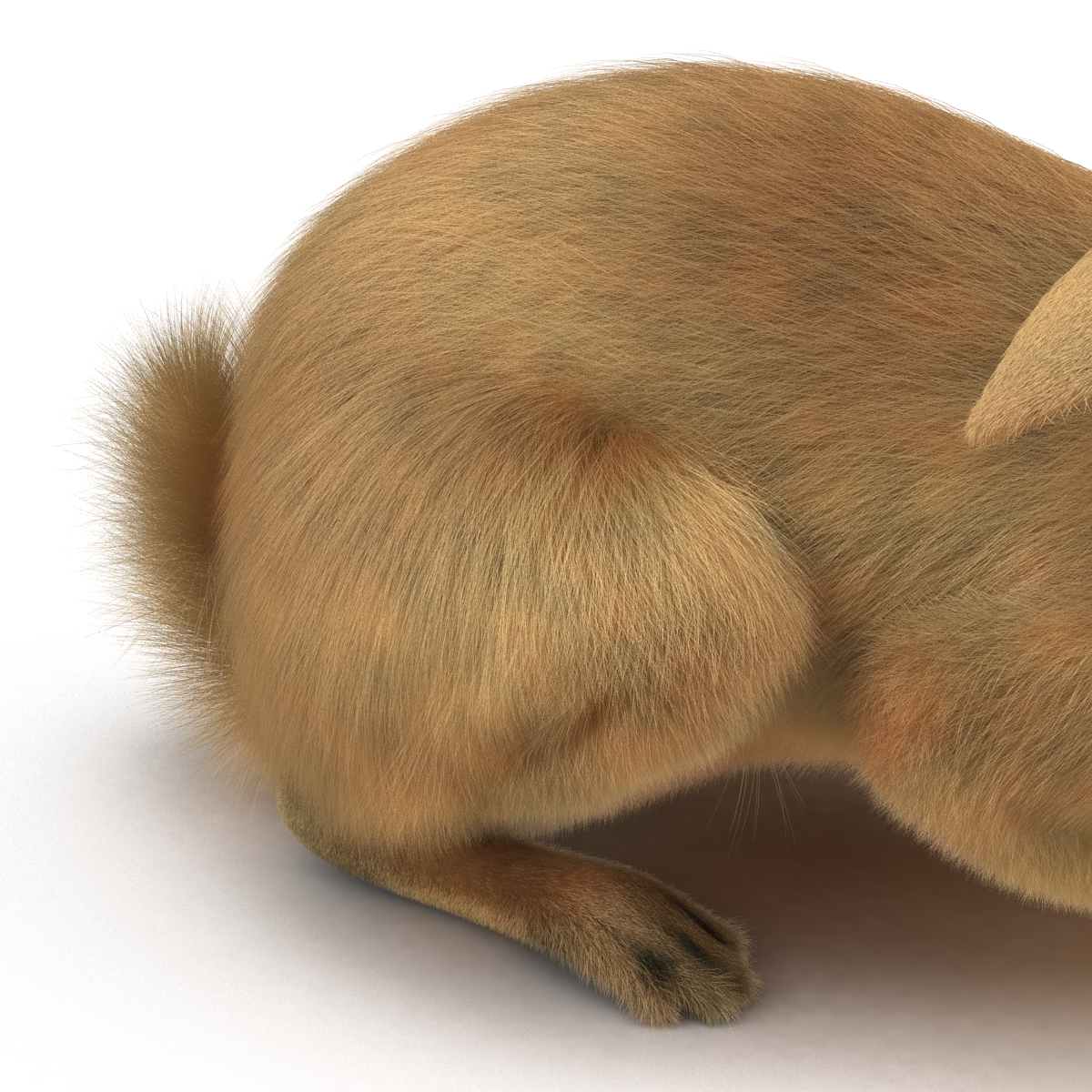 3D Rabbit Pose 2 model