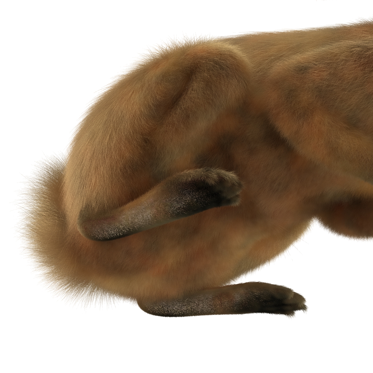 3D Rabbit Pose 2 model