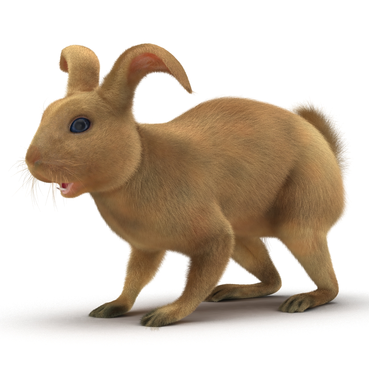 3D Rabbit Rigged model