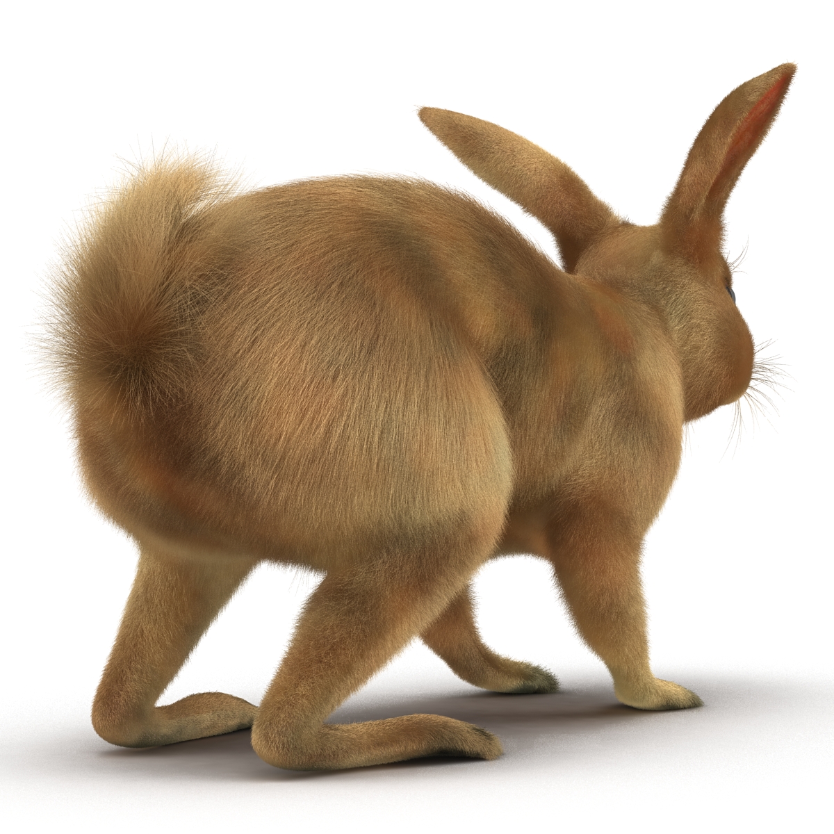 3D Rabbit Rigged model