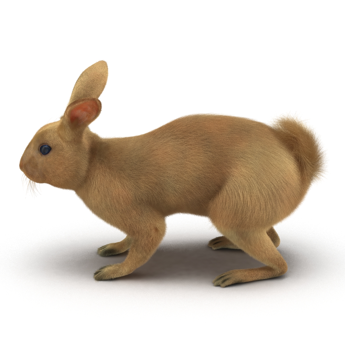 3D Rabbit Rigged model