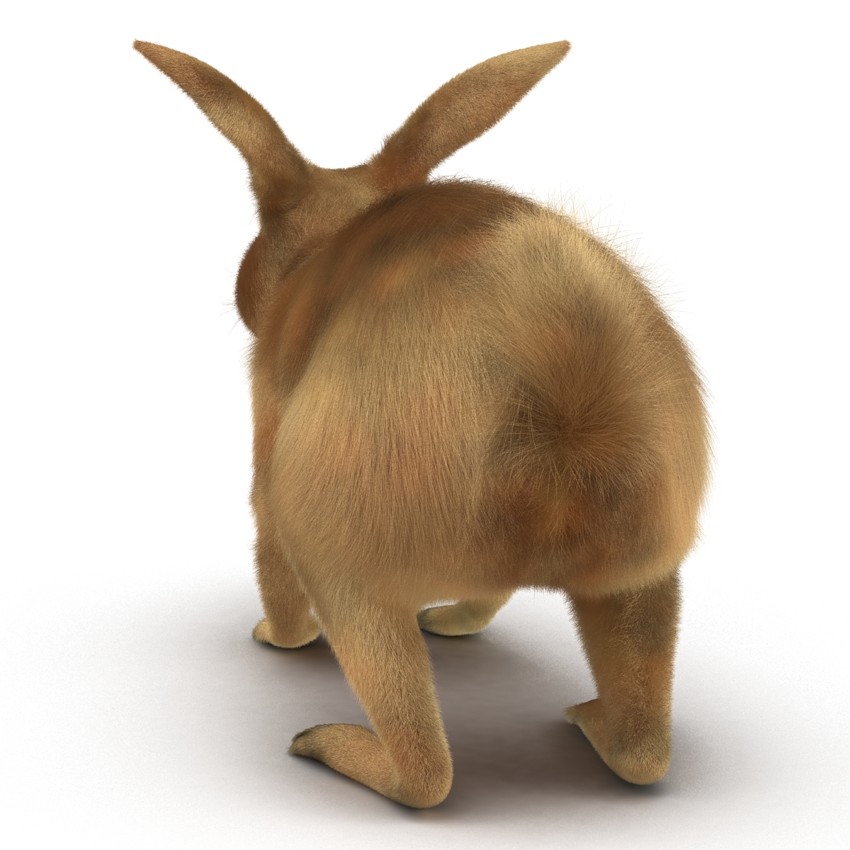 3D Rabbit Rigged model