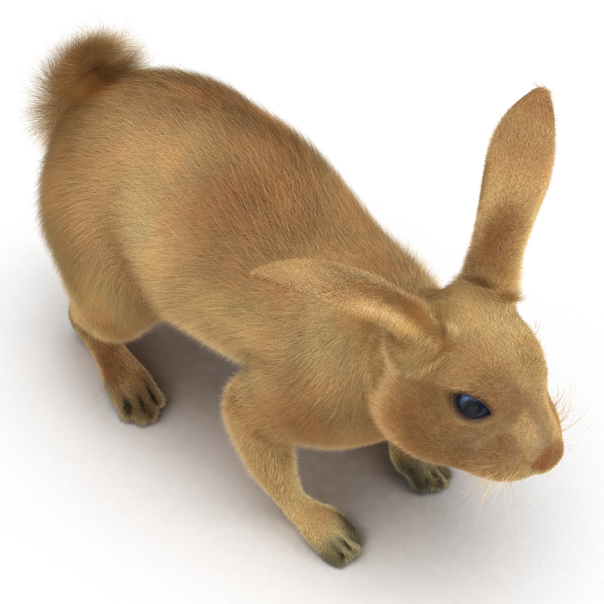 3D Rabbit Rigged model