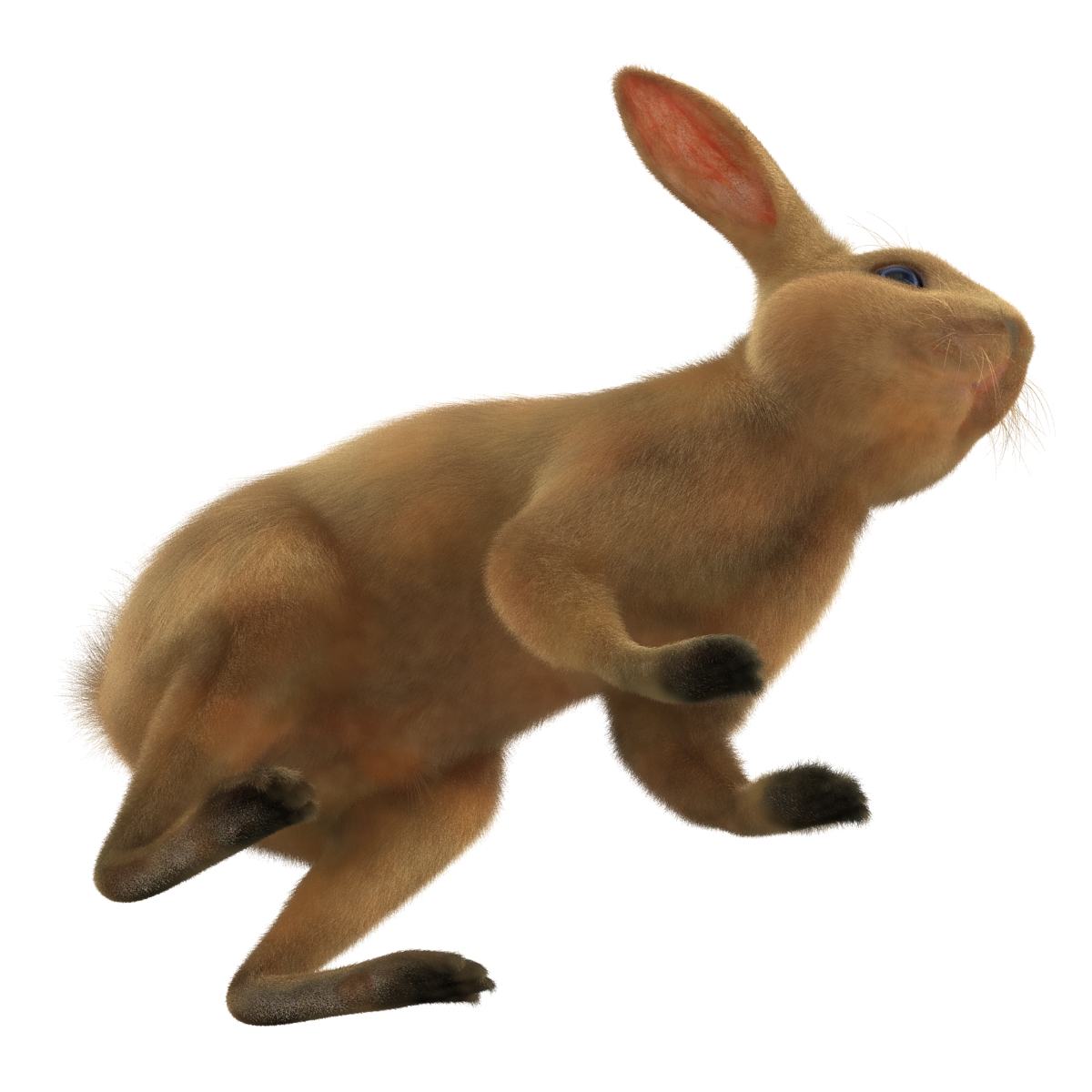 3D Rabbit Rigged model