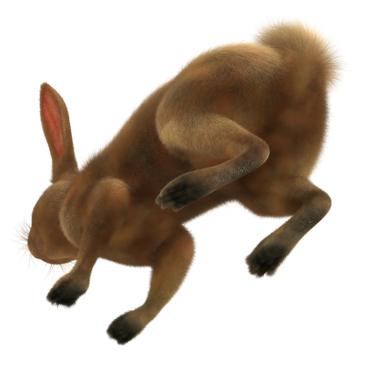 3D Rabbit Rigged model