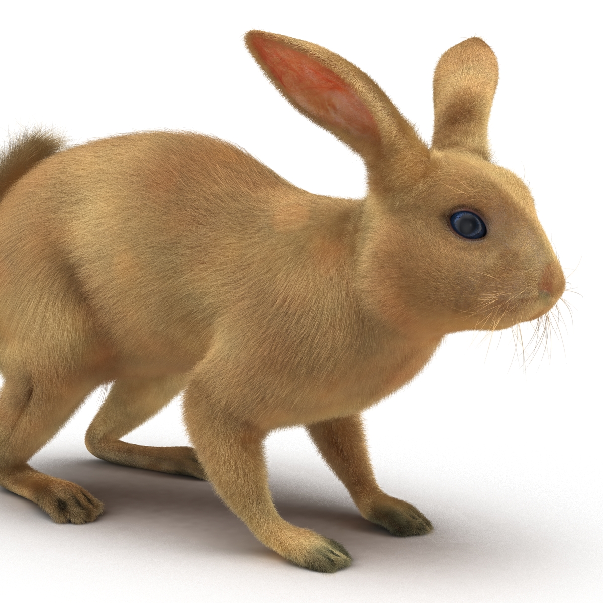 3D Rabbit Rigged model