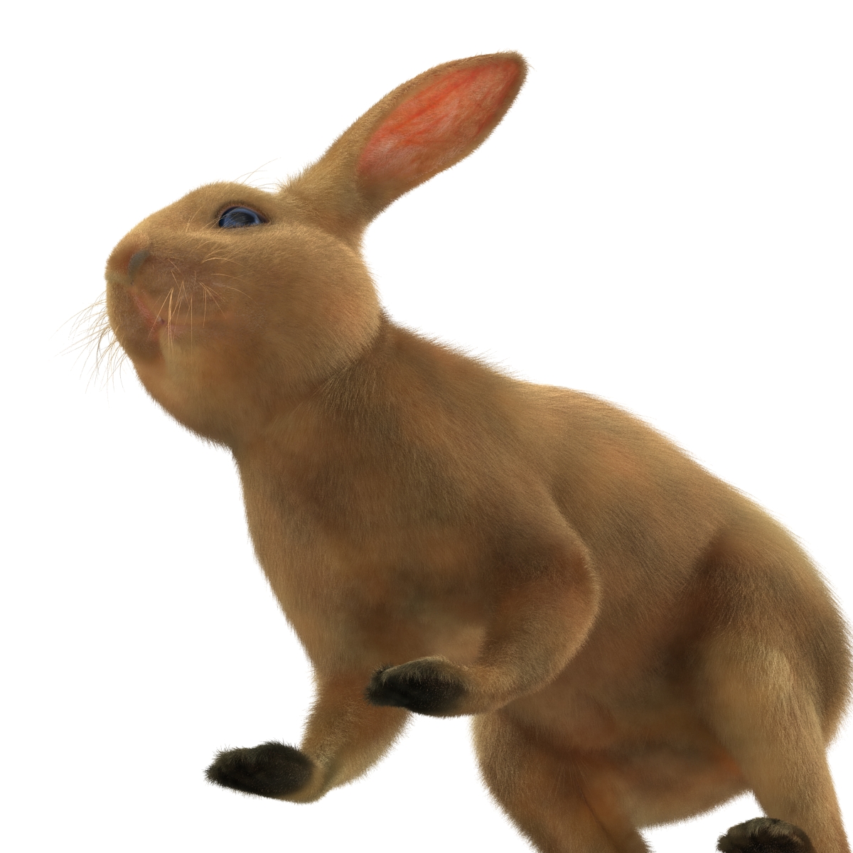 3D Rabbit Rigged model